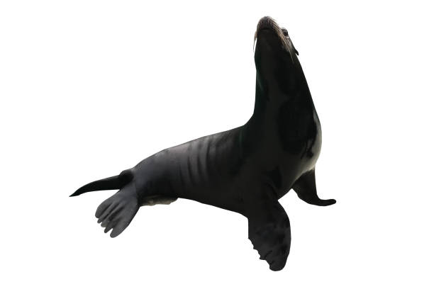 istock Seal - isolated sea mammals 1133428367