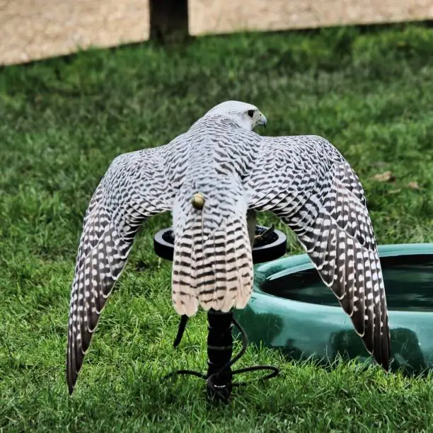 A picture of a Gyr Falcon spreading its wings