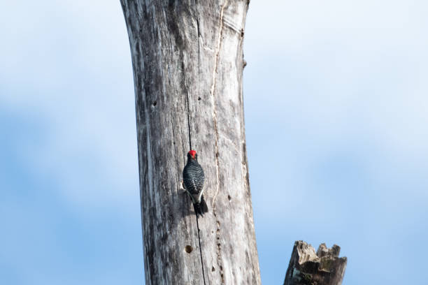 Woodpecker in Costa Rica