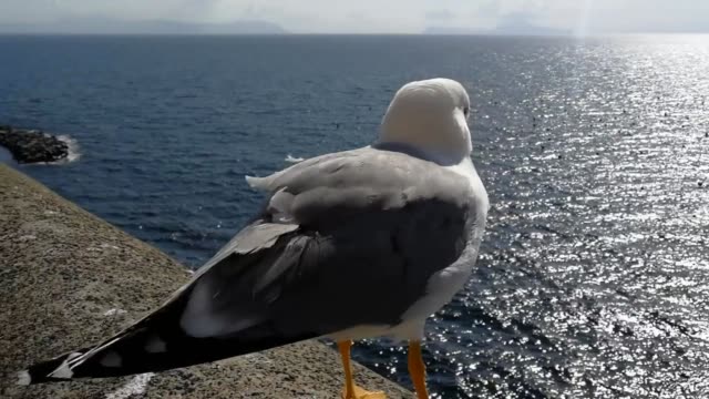 Seagull launching into flight