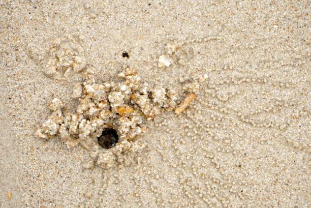 istock Sand crabs create sand's balls and beautiful sand pattern ..amazing 1133429318