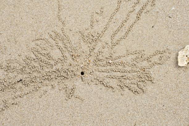 istock Sea crabs the creature sea life create dand balls pttern ..amazing 1133429325