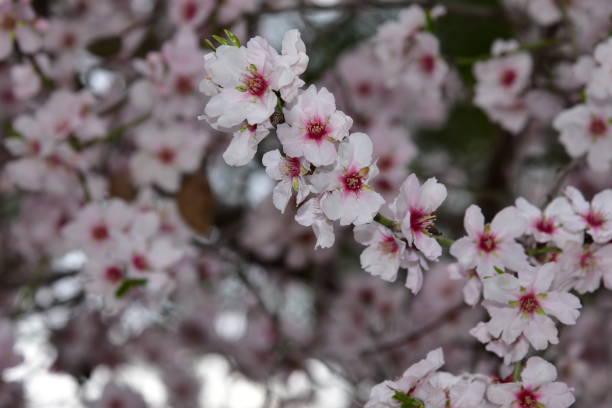 istock blAlmond blossom. Spring background blossoms Almond Jerusalim 1133429485