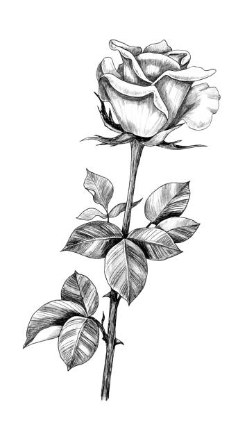 Long Stem Roses Clipart