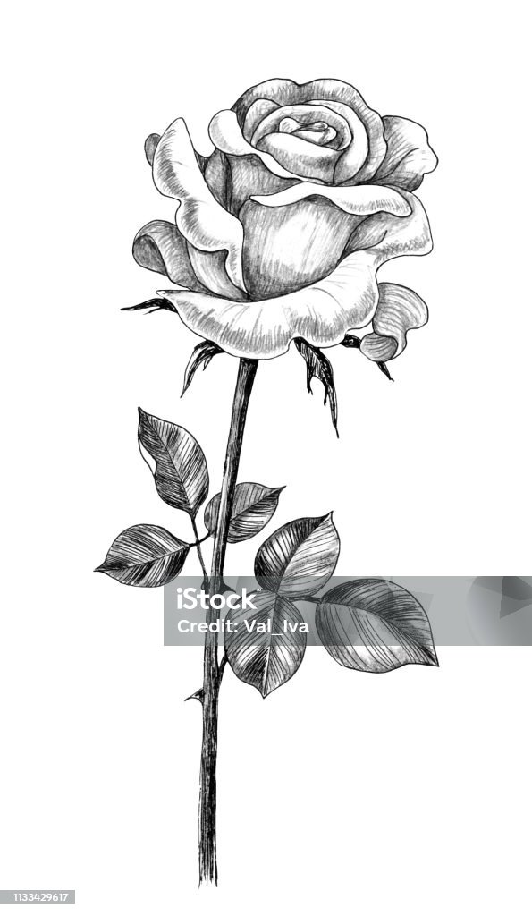 Hand drawn Rose with Leaves Hand drawn rose flower bud with leaves isolated on white background. Pencil drawing monochrome flower in vintage style. Rose - Flower stock illustration