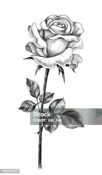 Hand Drawn Rose With Leaves Stock Illustration - Download Image Now - Rose - Flower, Plant Stem, Long