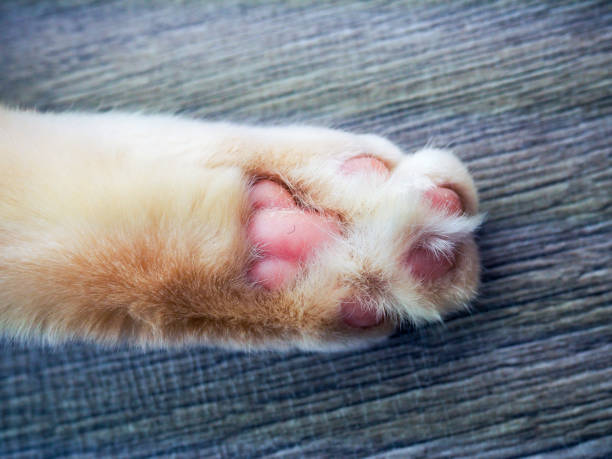 istock adult white cat with blue eyes playing on wooden background, paws, muzzle, tail 1133430944