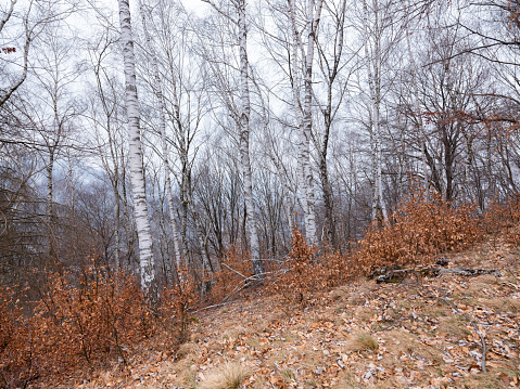Forest of trees with white bark in winter