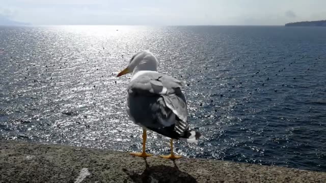 Seagull in Castel dell'Ovo