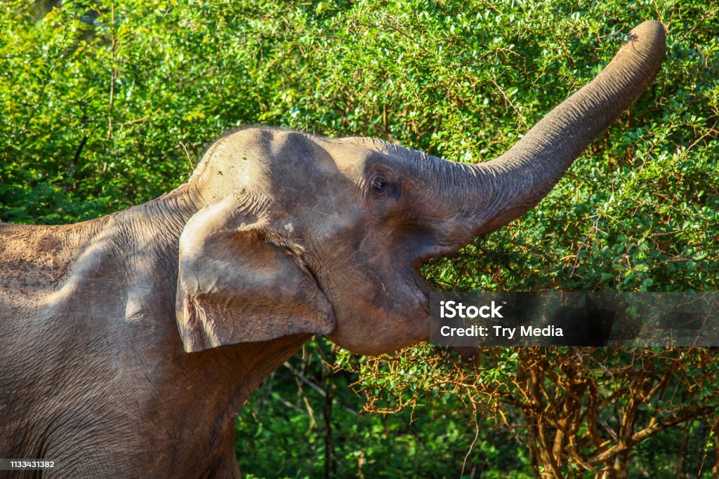 Profile Of Asian Elephant Reaching Trunk To Eat Leaves Stock Photo