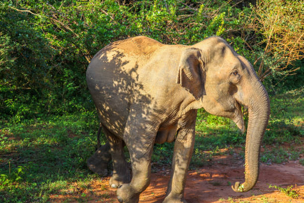 istock Asian elephant among the trees an Yala National Park 1133431401