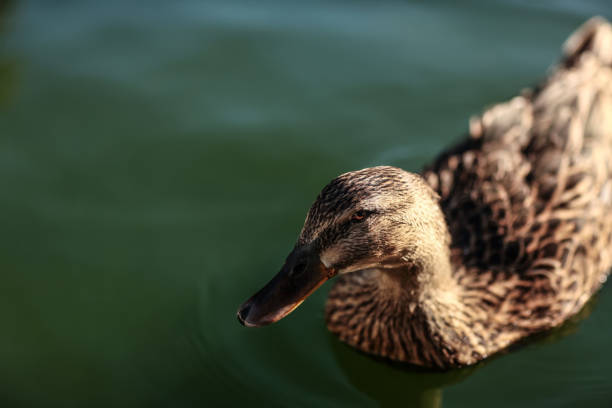 istock Duck swimming in the water 1133434282