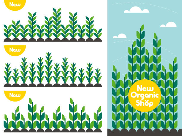 wzór upraw rolnych i logo sklepu z żywnością ekologiczną. koncepcja wektorowa w stylu płaskim dla lokalnie uprawianych produktów bioproduktowych - crop stock illustrations