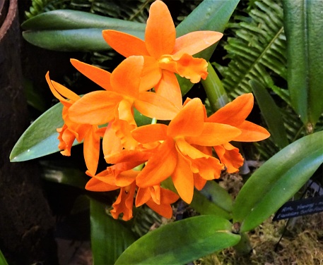 These photos feature a group of orange orchids in full bloom.