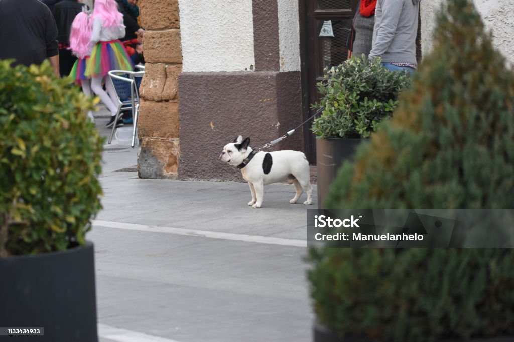 Dog Dog on the street Adult Stock Photo