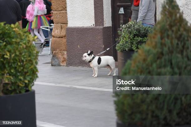 Dog Stock Photo - Download Image Now - Adult, Animal, Animal Behavior