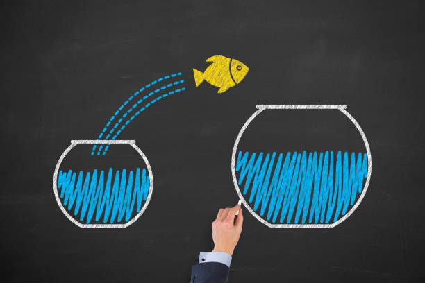 istock Goldfish jumping out of the water 1133436626