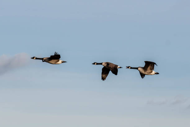 istock Three Canada Geese Flying Across the Sky 1133437093