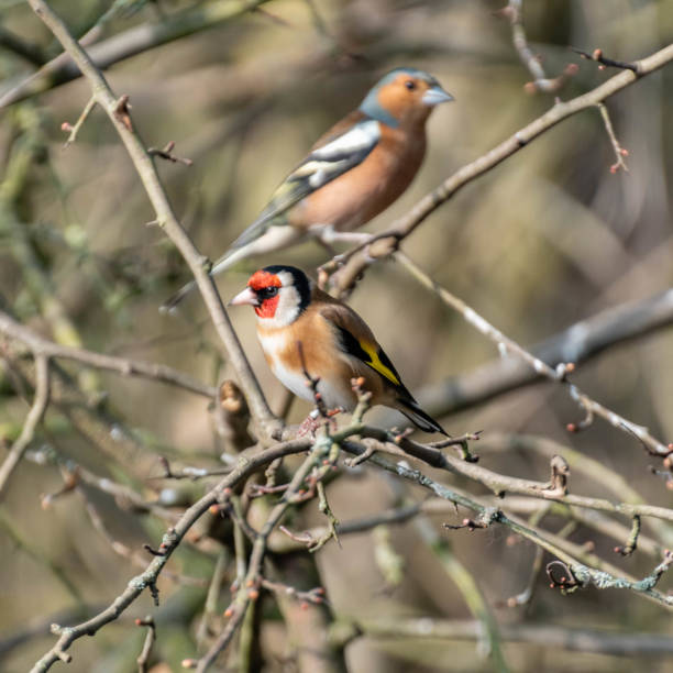 istock Male Chaffinch and Goldfinch Perched Together in a Tree 1133437295
