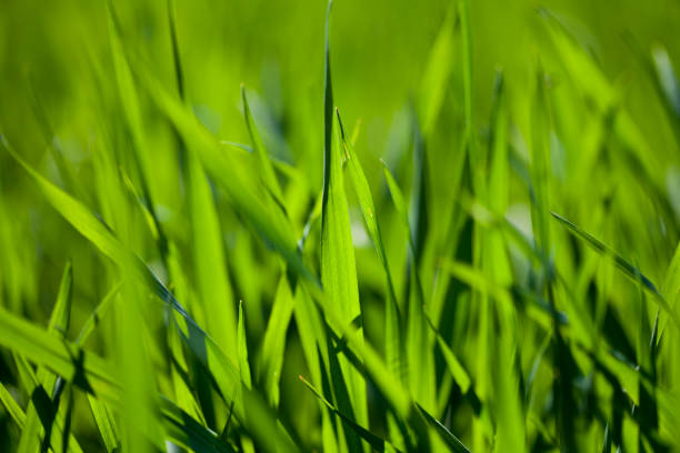 istock Field of green grass 1133438182