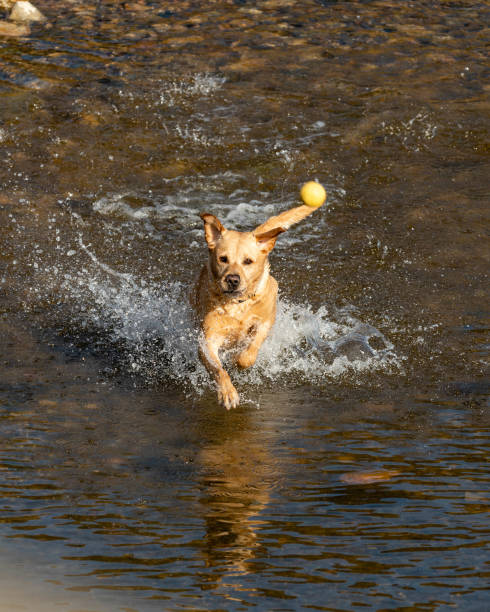 istock A Labrador playing in the sea 1133438215
