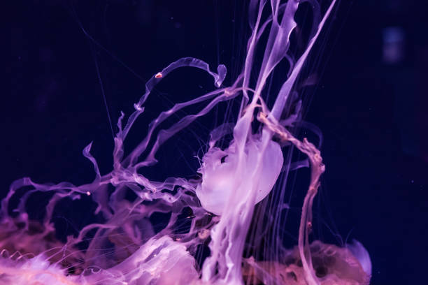 istock Beautiful jellyfish close up. 1133440428
