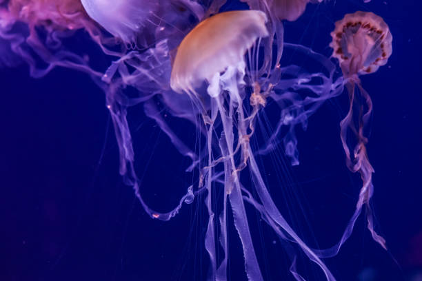 istock Beautiful jellyfish close up. 1133440454