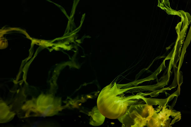 istock Beautiful jellyfish close up. 1133440463