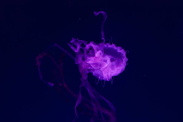 istock Beautiful jellyfish close up. 1133440494