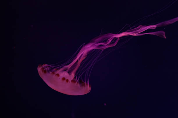 istock Beautiful jellyfish close up. 1133440515