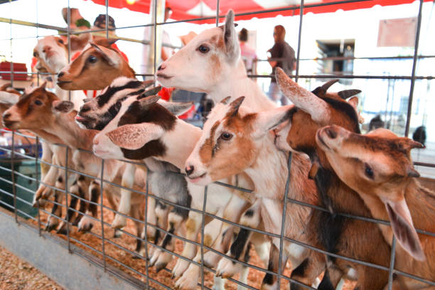 Baby goats sticking their heads through the wire of a pen