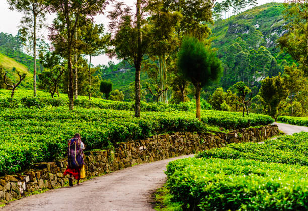 istock Tea plantation picker on the way to work in Haputale, Sri Lanka 1133441756