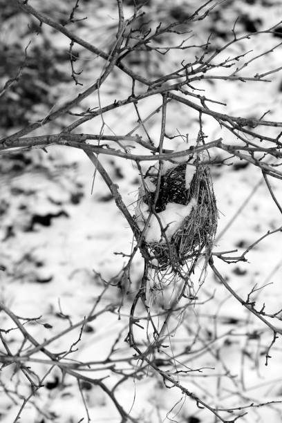 istock The nest is snowy 1133441764