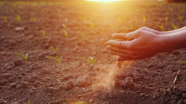 The hands of the young farmer keep fertile soil on the field with corn seedlings. Organic Products Concept stock photo
