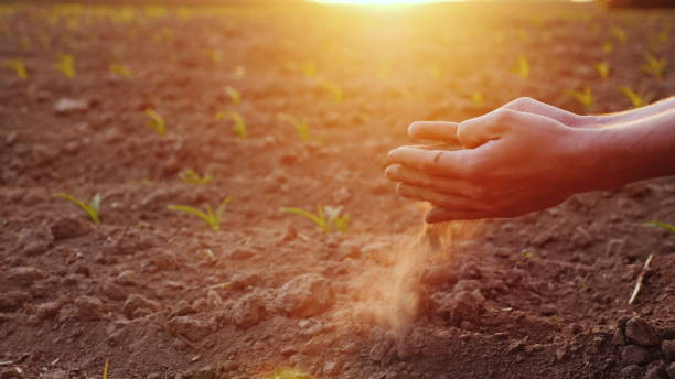 as mãos do fazendeiro novo mantêm o solo fértil no campo com seedlings do milho. conceito dos produtos orgânicos - dry country - fotografias e filmes do acervo