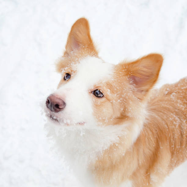 istock The border collie. Young energetic dog walks. 1133441950