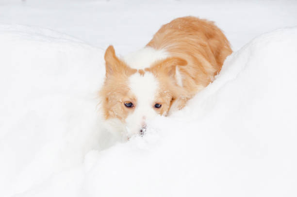istock The border collie. Young energetic dog walks. 1133442055