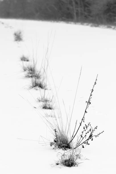 Weeds and snow Weeds and snow on the highway image en noir et blanc stock pictures, royalty-free photos & images