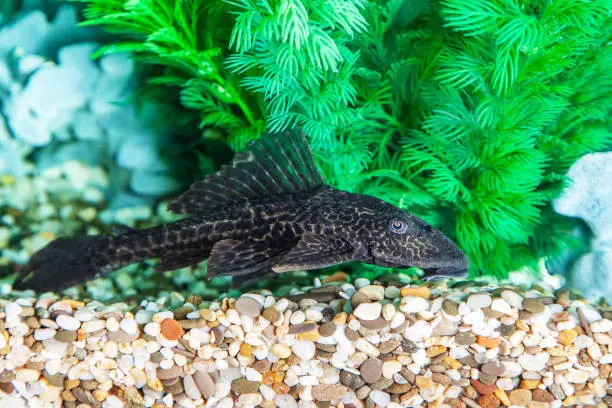 Photo of Aquarium catfish (Hypostomus plecostomus) closeup