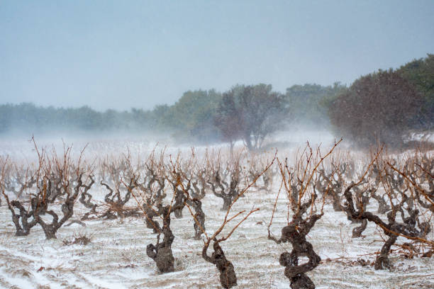 Vineyard covered in winter snow Vineyard covered in winter snow saint emilion photos stock pictures, royalty-free photos & images