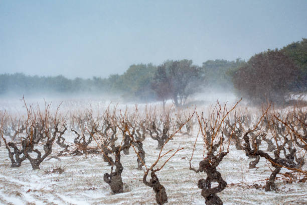 виноградник, покрытый зимним снегом - village snow winter france стоковые фото и изображения