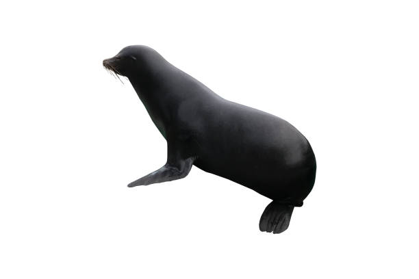 istock Seal - isolated sea mammals 1133444079
