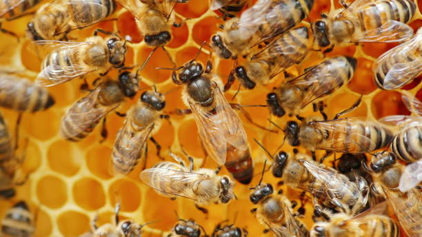 The queen bee surrounded by bees: that support and feed stock photo