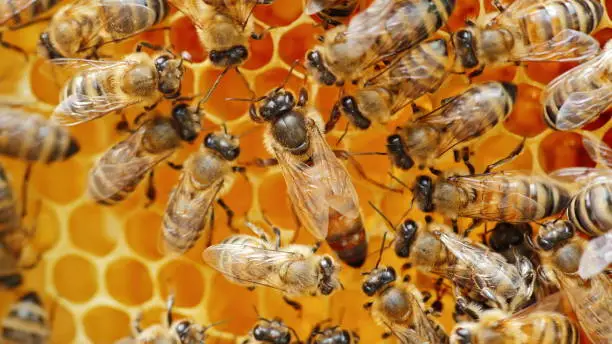 Photo of The queen bee surrounded by bees: that support and feed