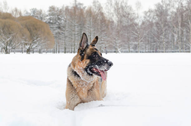 der deutsche schäferhund. junge energische hundespaziergänge. - snow dog walking running stock-fotos und bilder