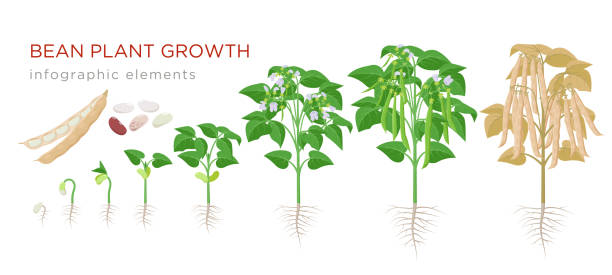 illustrations, cliparts, dessins animés et icônes de les stades de croissance des plantes de haricot éléments infographiques dans la conception plate. le processus de plantation des haricots des graines poussent au légume mûr, cycle de vie de plante isolé sur le fond blanc, illustration vectorielle de s - white background plant flower herb