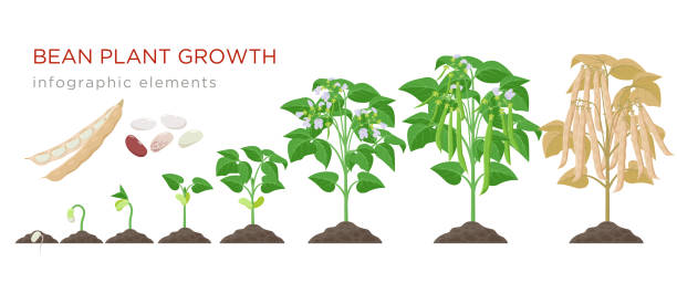 illustrations, cliparts, dessins animés et icônes de les stades de croissance des plantes de haricot éléments infographiques dans la conception plate. le processus de plantation des haricots des graines poussent à légume mûr, cycle de vie de plante isolé sur le fond blanc, illustration vectorielle de s - white background plant flower herb