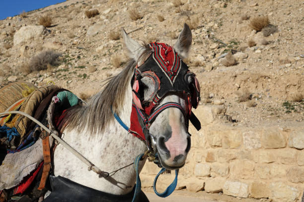 istock The head of a horse 1133446881