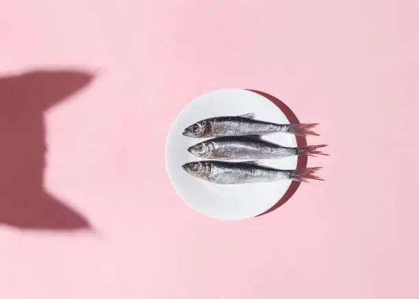 Photo of Cat vs fish. Curious cat shadow and plate with silver fish on pink background. Hard light. Top view. Flat lay. Curiousity and food concept