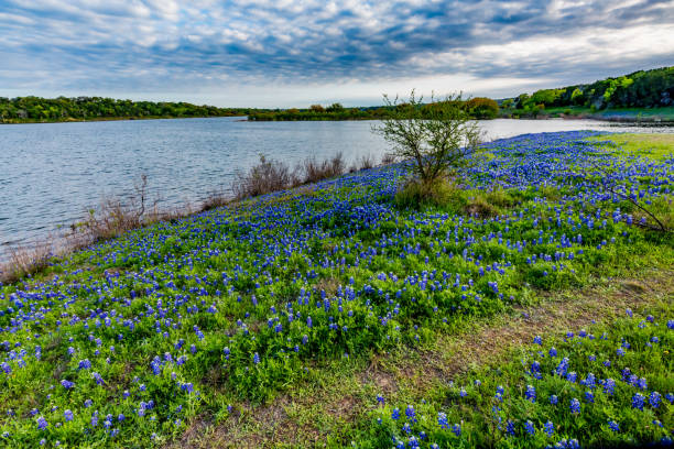 istock Texas Bluebonnets at Lake Travis / Muleshoe Bend in Texas. 1133450160